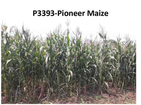 Maize fodder variety(1)